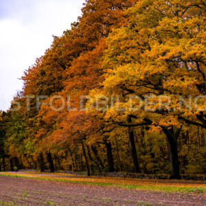 Grønliskogen, Jeløy - Østfoldbilder.no